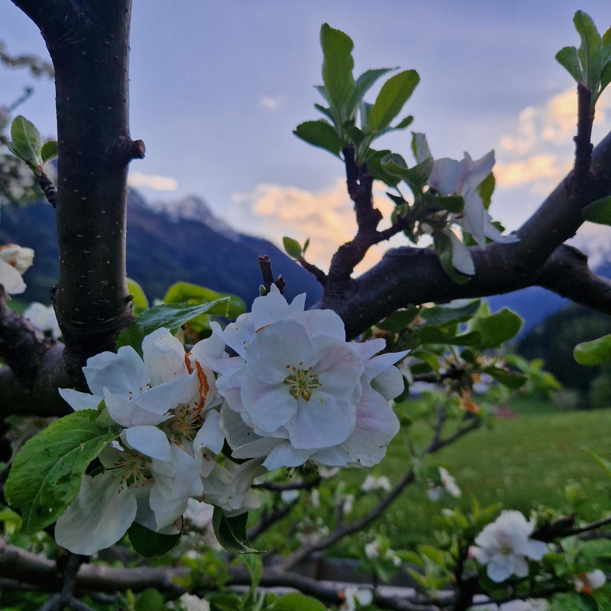 Klein&Fein Apartamento Neustift im Stubaital Exterior foto